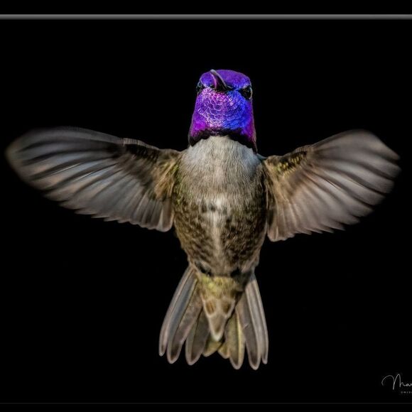 Who doesn't love Hummies?! - Picture 8 of 16